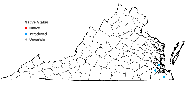 Locations ofDactyloctenium aegyptium (L.) Willd. in Virginia