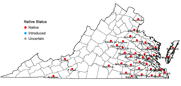 Locations ofDichanthelium lucidum (Ashe) LeBlond in Virginia