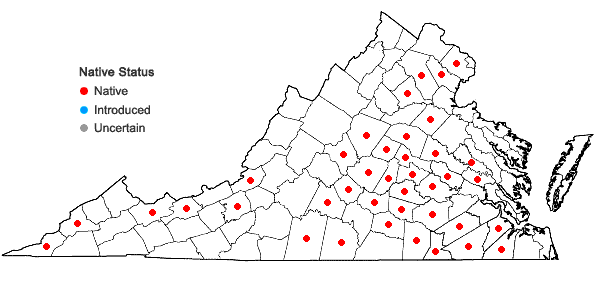 Locations ofDichanthelium yadkinense (Ashe) Mohlenbrock in Virginia