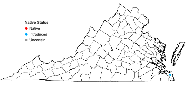Locations ofDigitaria texana A.S. Hitchc. in Virginia