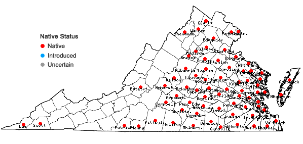 Locations ofDiodia virginiana L. in Virginia