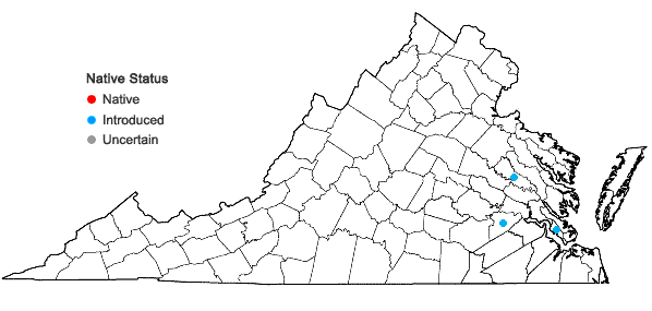 Locations ofDiplachne fusca (L.) P. Beauv. ex Roem. & Schult. ssp. uninervia (J. Presl) P.M. Peterson & N. Snow in Virginia