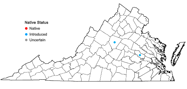 Locations ofDysphania botrys (L.) Mosyakin & Clemants in Virginia