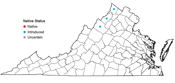 Locations ofDyssodia papposa (Ventenat) A.S. Hitchcock. in Virginia