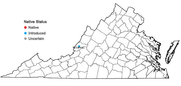 Locations ofElaeagnus multiflora Thunb. in Virginia