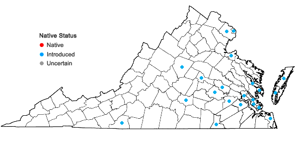 Locations ofElaeagnus pungens Thunb. in Virginia