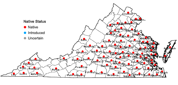 Locations ofElephantopus carolinianus Raeusch. in Virginia