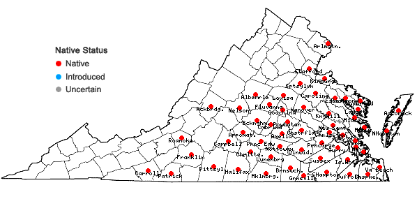 Locations ofEragrostis hirsuta (Michx.) Nees in Virginia