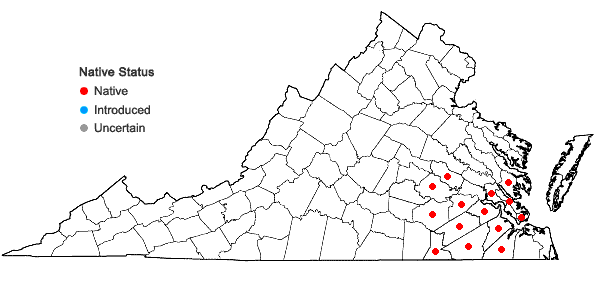 Locations ofErianthus strictus Baldwin in Virginia