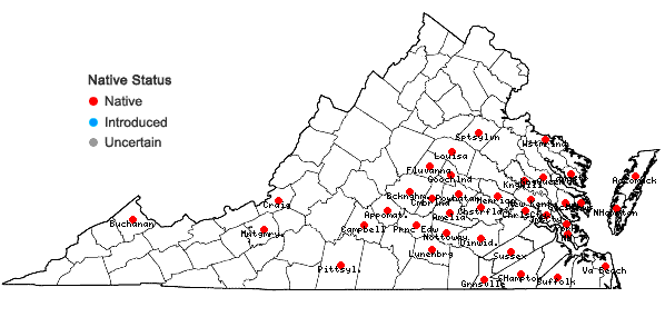 Locations ofErigeron pusillus Nutt. in Virginia