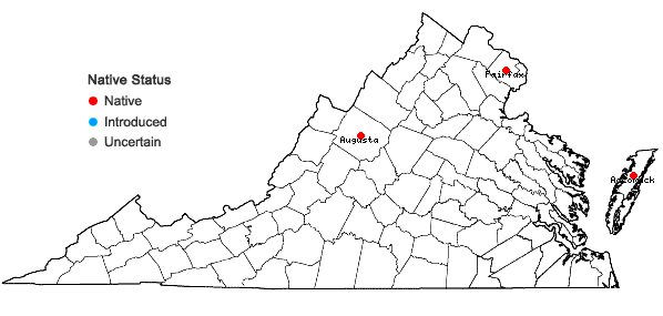 Locations ofEriocaulon aquaticum (Hill) Druce in Virginia