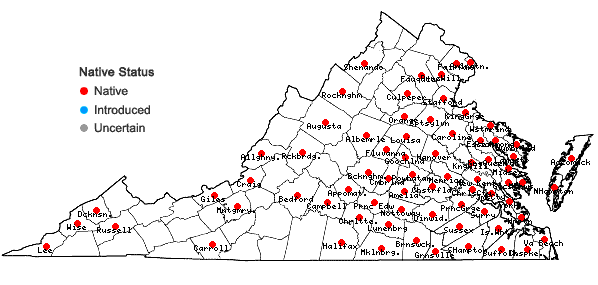 Locations ofEupatorium pilosum Walt. in Virginia