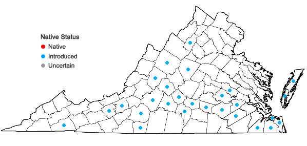 Locations ofFroelichia gracilis (Hook.) Moq. in Virginia