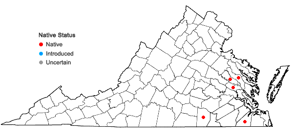 Locations ofGratiola virginiana L. var. aestuariorum Pennell in Virginia