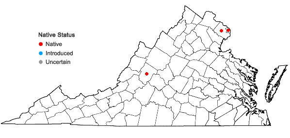 Locations ofHelianthus occidentalis Riddell ssp. occidentalis in Virginia