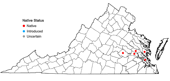 Locations ofHeteranthera pauciflora C.N. Horn in Virginia