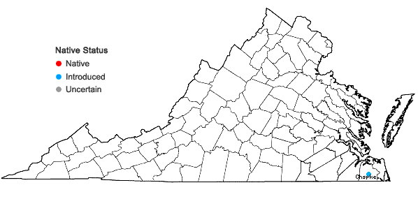 Locations ofHibiscus aculeatus Walter in Virginia