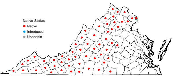 Locations ofHieracium paniculatum L. in Virginia