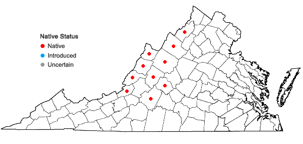 Locations ofHieracium traillii Greene in Virginia