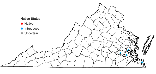 Locations ofHoustonia micrantha (Shinners) Terrell in Virginia