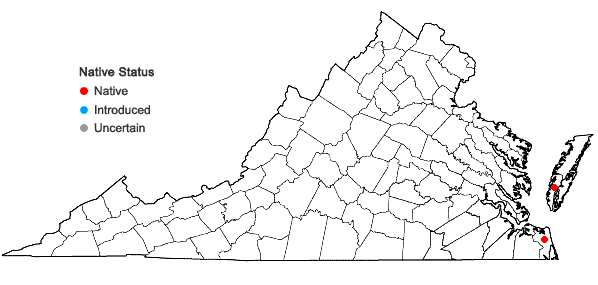 Locations ofHydrocotyle bonariensis Lam. in Virginia