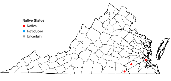 Locations ofHypericum adpressum Raf. ex Barton in Virginia