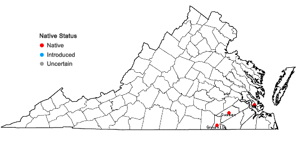 Locations ofHypericum adpressum Raf. ex Barton in Virginia