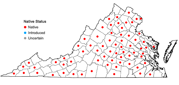 Locations ofHypericum hypericoides (L.) Crantz ssp. multicaule (Michx. ex Willd.) Robson in Virginia