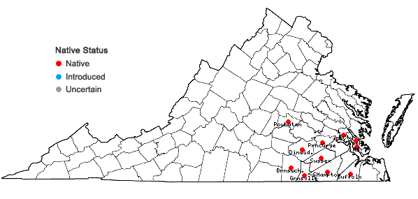 Locations ofHypericum setosum L. in Virginia