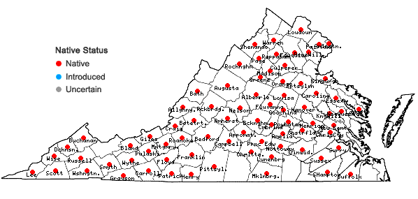 Locations ofHypericum stragulum P. Adams & Robson in Virginia