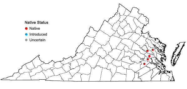Locations ofIsoetes mattaponica Musselman & W.C. Taylor in Virginia