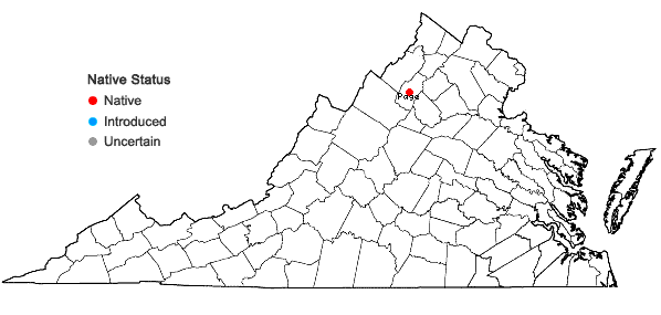 Locations ofIsoetes × fairbrothersii Montgomery & Taylor? in Virginia