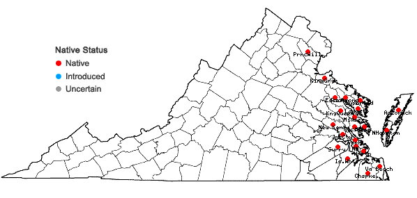 Locations ofJuncus roemerianus Scheele in Virginia