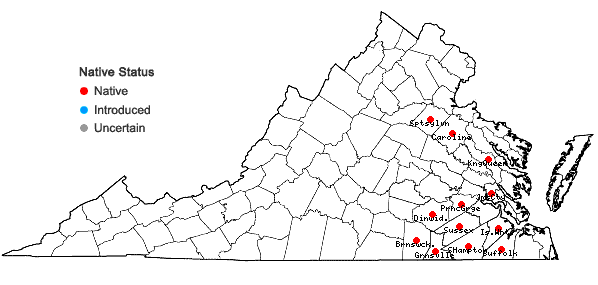 Locations ofLachnocaulon anceps (Walt.) Morong in Virginia