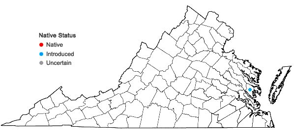 Locations ofLeontodon saxatilis Lam. ssp. saxatilis in Virginia