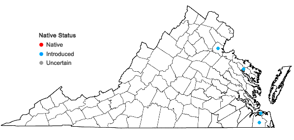 Locations ofLepidium draba L. in Virginia