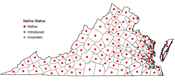 Locations ofLindera benzoin (L.) Blume in Virginia