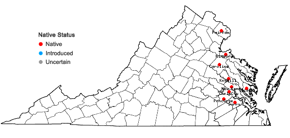 Locations ofLindernia dubia (L.) Pennell var. inundata (Pennell) Pennell in Virginia
