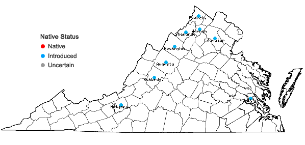 Locations ofLonicera ×bella Zabel in Virginia
