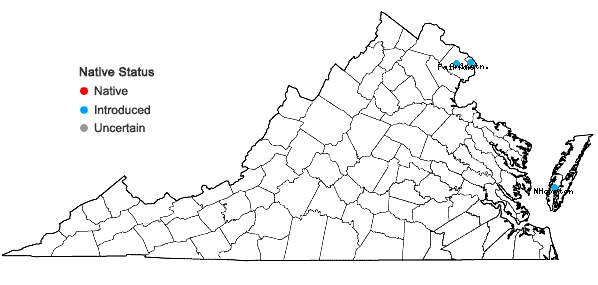 Locations ofMatricaria chamomilla L. in Virginia