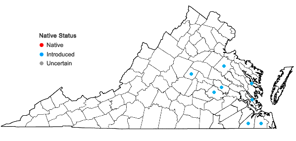 Locations ofNarcissus ×medioluteus P. Mill. in Virginia