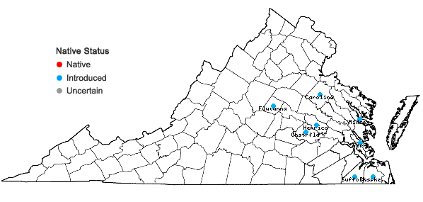 Locations ofNarcissus ×medioluteus P. Mill. in Virginia