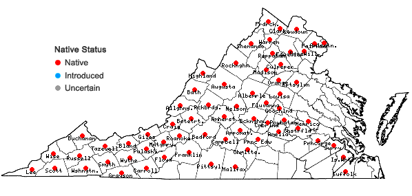 Locations ofOenothera gaura W.L. Wagner & Hoch in Virginia