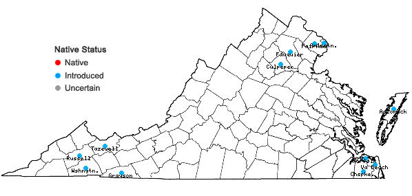 Locations ofOrobanche minor J.E. Smith in Virginia