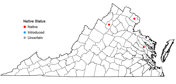 Locations ofOsmundastrum cinnamomeum (L.) C. Presl var. glandulosum (Waters) McAvoy in Virginia