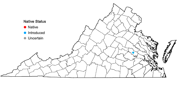 Locations ofParietaria judaica L. in Virginia