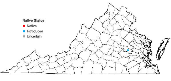 Locations ofParietaria judaica L. in Virginia