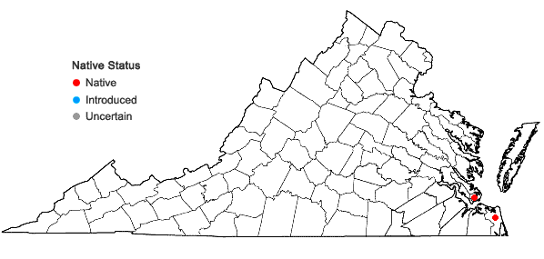 Locations ofPhalaris caroliniana Walt. in Virginia