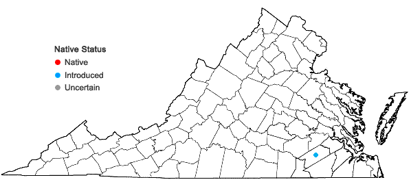 Locations ofPlantago patagonica Jacquin in Virginia