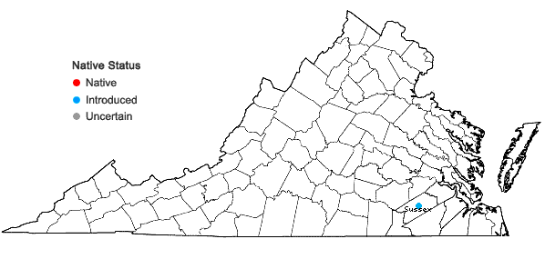 Locations ofPlantago patagonica Jacquin in Virginia